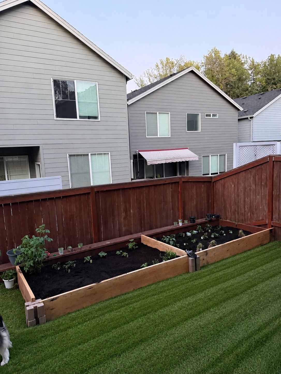 Raised garden bed planted with vegetables